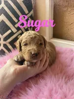 Sugar , a female Goldendoodle for sale in Port Richey, FL – 1 of 7