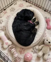 Vega, a female Miniature Bernedoodle and Miniature Aussiedoodle for sale in Spring Hill, FL – 4 of 7