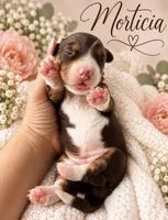 Morticia, a female Miniature Dachshund for sale in Spring Hill, FL – 7 of 10