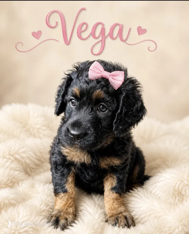 Vega – Miniature Bernedoodle, Miniature Aussiedoodle puppy for sale in Spring Hill, FL