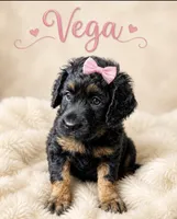 Vega, a female Miniature Bernedoodle and Miniature Aussiedoodle for sale in Spring Hill, FL – 6 of 10