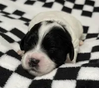Ethan , a male Cavapoo for sale in Spring Hill, FL – 3 of 10