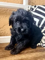 Luna (yellow), a female Miniature Bernedoodle and Miniature Aussiedoodle for sale in Spring Hill, FL – 5 of 10