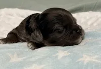 Echo , a male Cavapoo for sale in Spring Hill, FL – 2 of 10