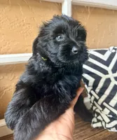 Luna (yellow), a female Miniature Bernedoodle and Miniature Aussiedoodle for sale in Spring Hill, FL – 10 of 10