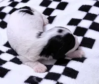 Ethan , a male Cavapoo for sale in Spring Hill, FL – 9 of 10