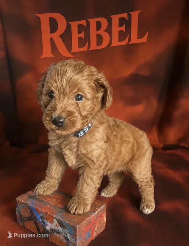 Rebel – Miniature Goldendoodle puppy for sale in Spring Hill, FL