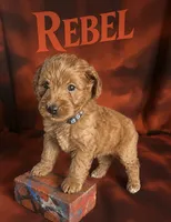 Rebel, a male Miniature Goldendoodle for sale in Spring Hill, FL – 1 of 4