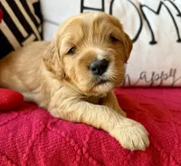 processed/4699521c-22d2-4a74-bf1a-62848d91c4e2/listing/68a990be-bd78-4142-a15f-d597f58febc5/4823f70a-7880-49df-84c7-eec57a3447eb