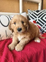 Tank, a male Miniature Bernedoodle and Miniature Goldendoodle for sale in Port Richey, FL – Photo 1 of 10