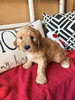 Tank, a male Miniature Bernedoodle and Miniature Goldendoodle for sale in Port Richey, FL – Photo 4 of 10