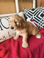 Tank, a male Miniature Bernedoodle and Miniature Goldendoodle for sale in Port Richey, FL – Photo 5 of 10
