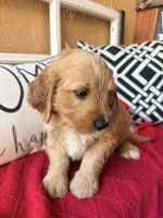 Tank, a male Miniature Bernedoodle and Miniature Goldendoodle for sale in Port Richey, FL – Photo 3 of 10