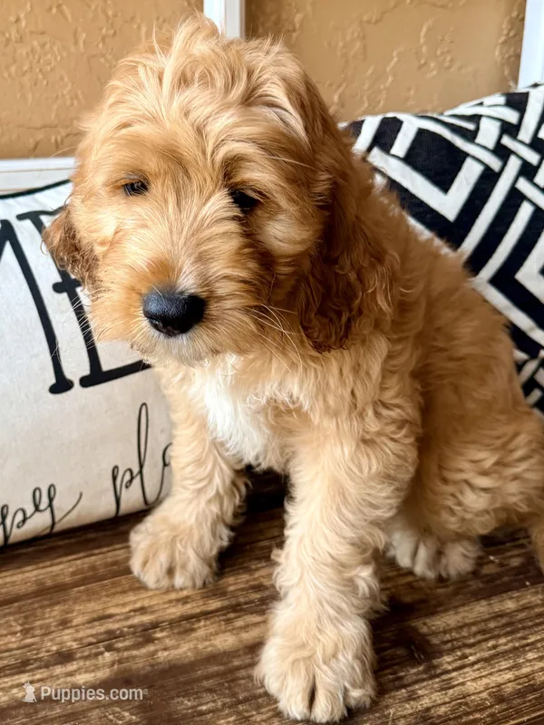 Tank – Miniature Bernedoodle, Miniature Goldendoodle puppy for sale in Port Richey, FL