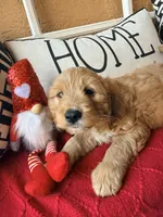 Tank, a male Miniature Bernedoodle and Miniature Goldendoodle for sale in Port Richey, FL – Photo 6 of 10