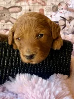 Starla, a female Miniature Bernedoodle for sale in Spring Hill, FL – 6 of 10