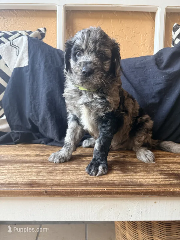 Chip  – Goldendoodle puppy for sale in Spring Hill, FL