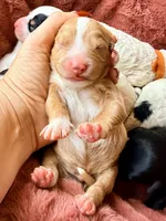 Blue collar, a male Poodle - Toy  and Miniature Goldendoodle for sale in Spring Hill, FL – 5 of 8