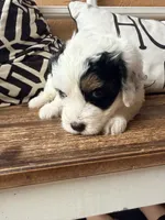 Gray collar, a female Miniature Bernedoodle and Miniature Goldendoodle for sale in Spring Hill, FL – 2 of 10
