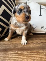 Skye-Toy , a female Toy Australian Shepherd and Miniature Aussiedoodle for sale in Spring Hill, FL – 5 of 10