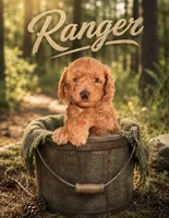 Ranger , a male Miniature Goldendoodle for sale in Spring Hill, FL – 4 of 5