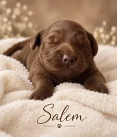 Salem , a female Miniature Goldendoodle for sale in Spring Hill, FL – 4 of 10