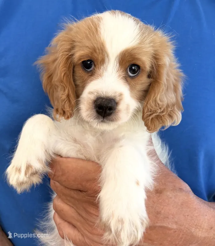 Emmett (Tiny)  – Cavapoo puppy for sale in Spring Hill, FL