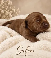 Salem , a female Miniature Goldendoodle for sale in Spring Hill, FL – 6 of 10