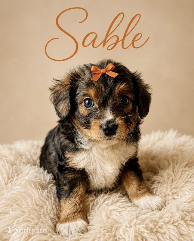 Sable. (Toy) – Toy Australian Shepherd, Miniature Aussiedoodle puppy for sale in Spring Hill, FL