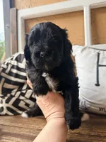 Red collar , a male Miniature Bernedoodle and Miniature Goldendoodle for sale in Spring Hill, FL – 5 of 10