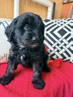 Trixie, a female Miniature Bernedoodle and Miniature Goldendoodle for sale in Port Richey, FL – Photo 2 of 10
