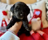 Yellow, a female Miniature Bernedoodle and Miniature Goldendoodle for sale in Port Richey, FL – Photo 1 of 10