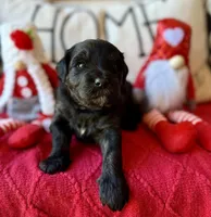 Yellow, a female Miniature Bernedoodle and Miniature Goldendoodle for sale in Port Richey, FL – Photo 7 of 10
