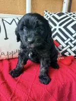 Trixie, a female Miniature Bernedoodle and Miniature Goldendoodle for sale in Port Richey, FL – Photo 4 of 10