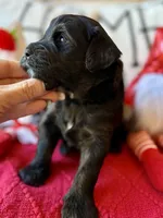 Yellow, a female Miniature Bernedoodle and Miniature Goldendoodle for sale in Port Richey, FL – Photo 2 of 10