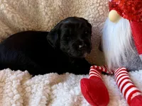 Yellow, a female Miniature Bernedoodle and Miniature Goldendoodle for sale in Port Richey, FL – Photo 4 of 10