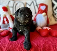 Yellow, a female Miniature Bernedoodle and Miniature Goldendoodle for sale in Port Richey, FL – Photo 6 of 10