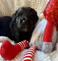Yellow, a female Miniature Bernedoodle and Miniature Goldendoodle for sale in Port Richey, FL – Photo 9 of 10