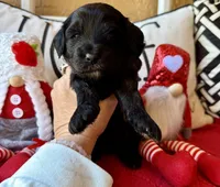Yellow, a female Miniature Bernedoodle and Miniature Goldendoodle for sale in Port Richey, FL – Photo 5 of 10