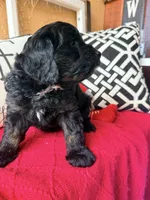 Trixie, a female Miniature Bernedoodle and Miniature Goldendoodle for sale in Port Richey, FL – Photo 7 of 10