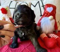 Yellow, a female Miniature Bernedoodle and Miniature Goldendoodle for sale in Port Richey, FL – Photo 3 of 10