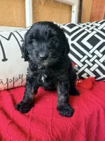 Trixie, a female Miniature Bernedoodle and Miniature Goldendoodle for sale in Port Richey, FL – Photo 5 of 10