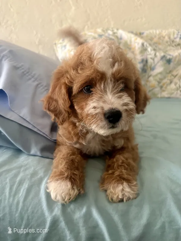 Hot dog – Miniature Goldendoodle puppy for sale in Spring Hill, FL