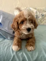Hot dog, a male Miniature Goldendoodle for sale in Spring Hill, FL – 1 of 10