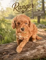 Ranger , a male Miniature Goldendoodle for sale in Spring Hill, FL – 3 of 5