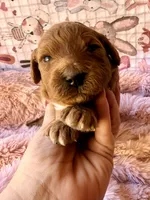 Starla, a female Miniature Bernedoodle for sale in Spring Hill, FL – 2 of 10