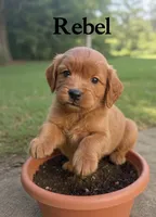 Rebel, a male Miniature Goldendoodle for sale in Spring Hill, FL – 3 of 4