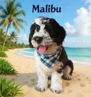 Malibu, a male Cockapoo and Cocker Spaniel for sale in Spring Hill, FL – 6 of 10