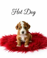 Hot dog, a male Miniature Goldendoodle for sale in Spring Hill, FL – 5 of 10