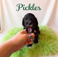 Pickles , a male Miniature Goldendoodle for sale in Spring Hill, FL – 4 of 10